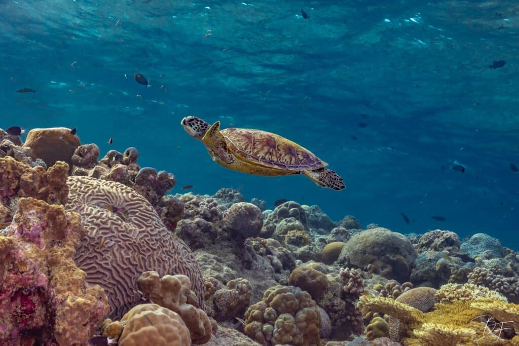 Tortue marine nageant au-dessus d'un récif corallien, photo sous-marine par BFO Photographie