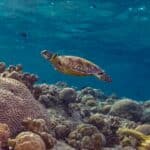 Tortue marine nageant au-dessus d'un récif corallien, photo sous-marine par BFO Photographie