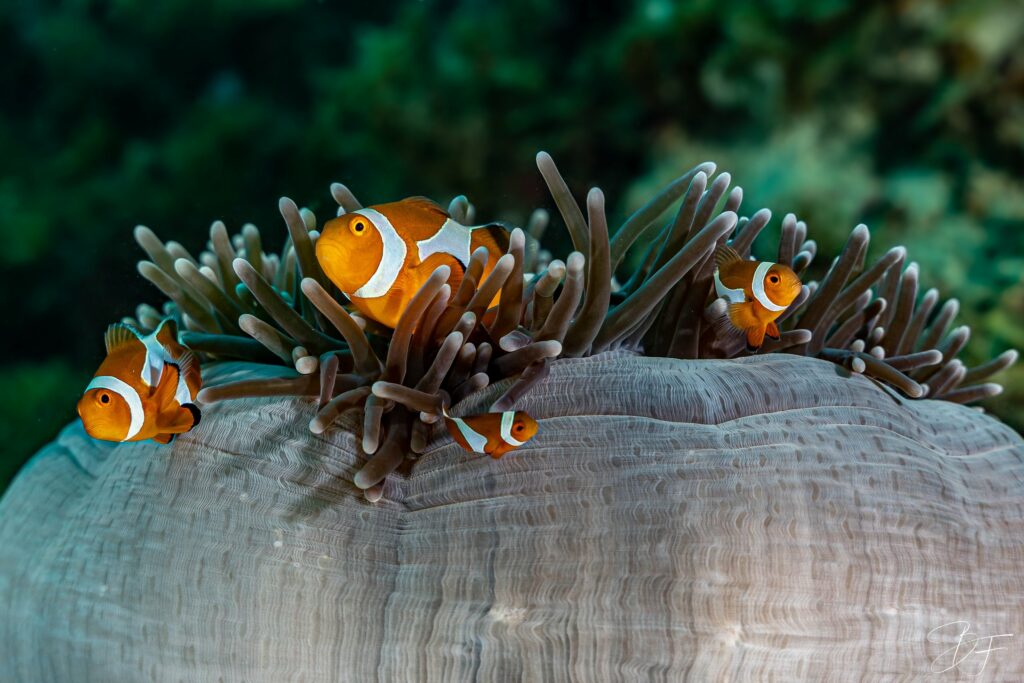 Trois poissons-clowns parmi les tentacules d'une anémone, photo sous-marine par BFO Photographie